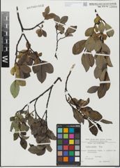 Foto von Salix glabra Scop.